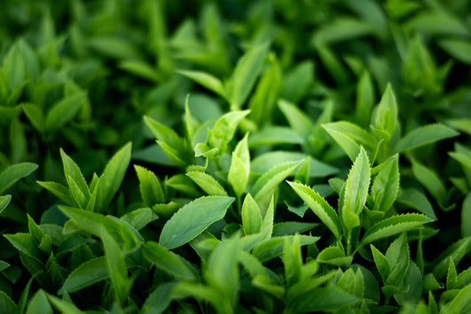 Green Tea